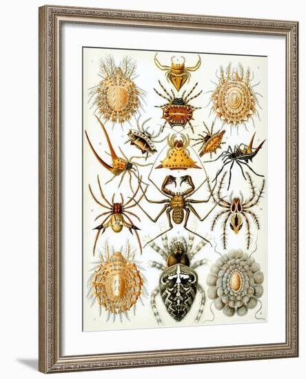 Illustration of Arachnida by Ernst Haeckel-null-Framed Giclee Print