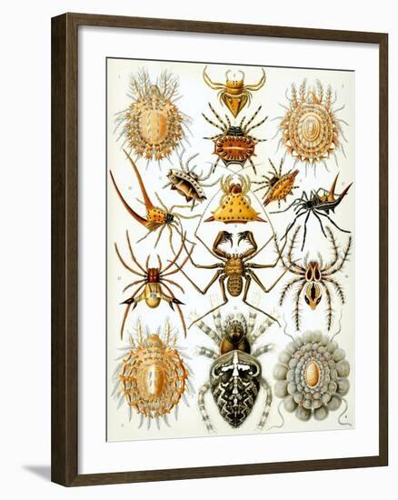 Illustration of Arachnida by Ernst Haeckel-null-Framed Giclee Print