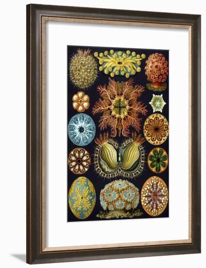 Illustration of Ascidiacea by Ernst Haeckel-null-Framed Giclee Print