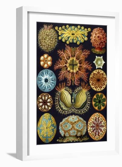 Illustration of Ascidiacea by Ernst Haeckel-null-Framed Giclee Print