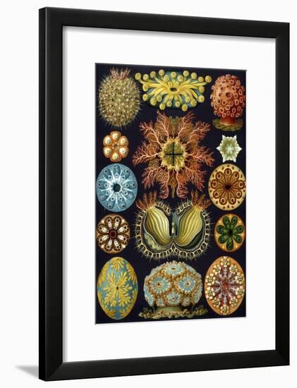 Illustration of Ascidiacea by Ernst Haeckel-null-Framed Giclee Print