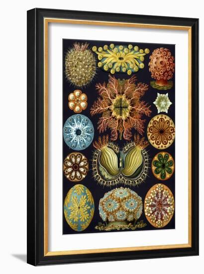 Illustration of Ascidiacea by Ernst Haeckel-null-Framed Giclee Print