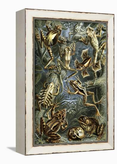 Illustration of Batrachia by Ernst Haeckel-null-Framed Premier Image Canvas