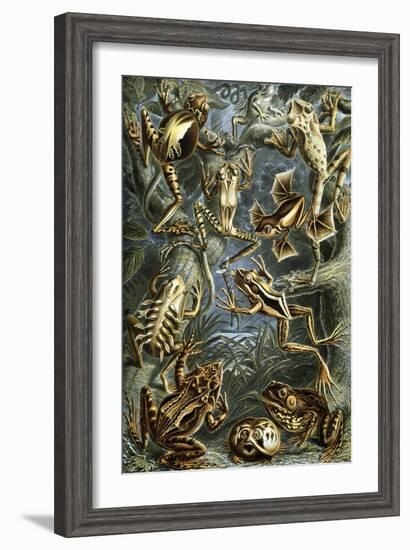 Illustration of Batrachia by Ernst Haeckel-null-Framed Giclee Print