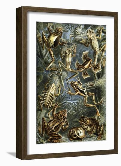 Illustration of Batrachia by Ernst Haeckel-null-Framed Giclee Print