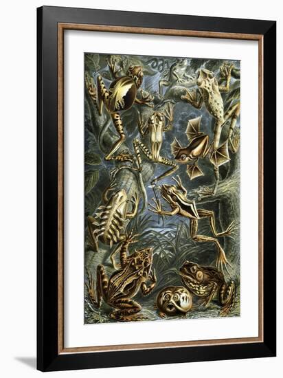 Illustration of Batrachia by Ernst Haeckel-null-Framed Giclee Print