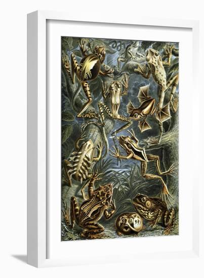 Illustration of Batrachia by Ernst Haeckel-null-Framed Giclee Print