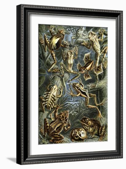 Illustration of Batrachia by Ernst Haeckel-null-Framed Giclee Print