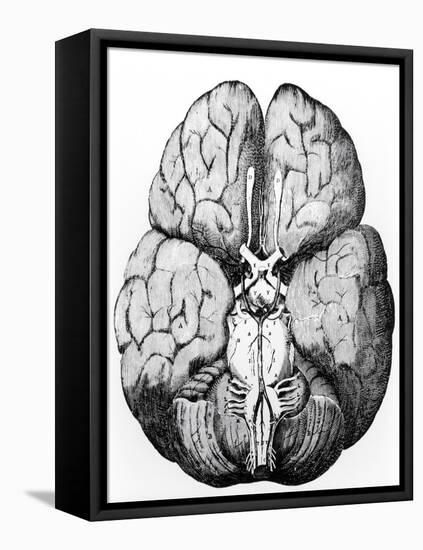 Illustration of Blood Supply To the Brain,C.Wren-Science Photo Library-Framed Premier Image Canvas