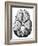 Illustration of Blood Supply To the Brain,C.Wren-Science Photo Library-Framed Photographic Print