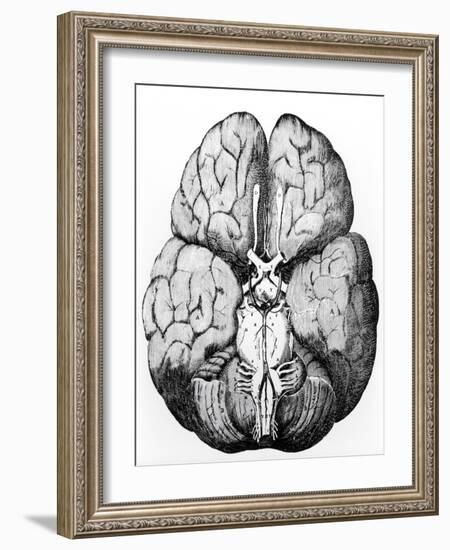 Illustration of Blood Supply To the Brain,C.Wren-Science Photo Library-Framed Photographic Print