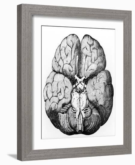 Illustration of Blood Supply To the Brain,C.Wren-Science Photo Library-Framed Photographic Print