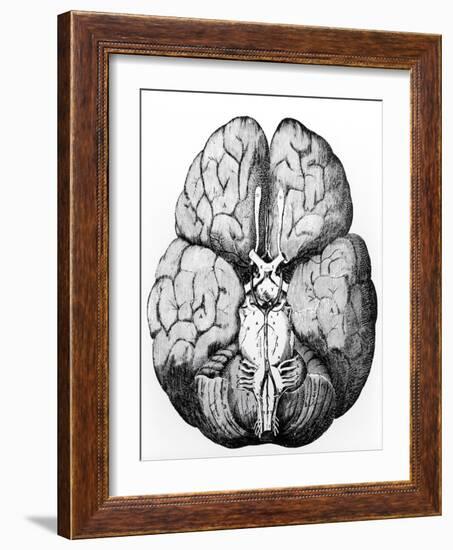 Illustration of Blood Supply To the Brain,C.Wren-Science Photo Library-Framed Photographic Print