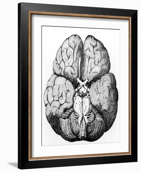 Illustration of Blood Supply To the Brain,C.Wren-Science Photo Library-Framed Photographic Print