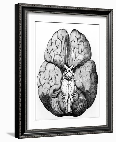 Illustration of Blood Supply To the Brain,C.Wren-Science Photo Library-Framed Photographic Print