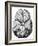 Illustration of Blood Supply To the Brain,C.Wren-Science Photo Library-Framed Photographic Print