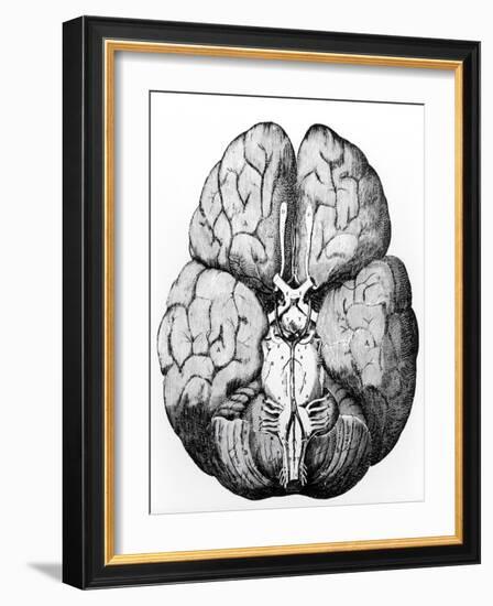 Illustration of Blood Supply To the Brain,C.Wren-Science Photo Library-Framed Photographic Print