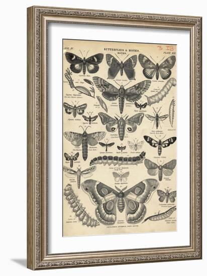 Illustration of Butterflies and Moths-null-Framed Giclee Print