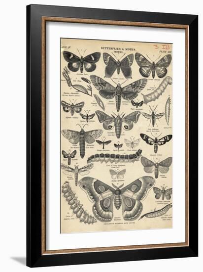 Illustration of Butterflies and Moths-null-Framed Giclee Print