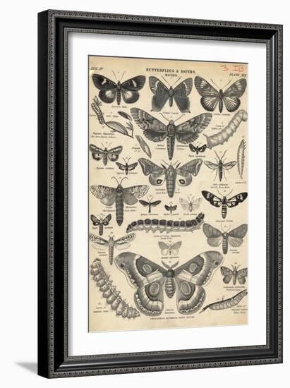 Illustration of Butterflies and Moths-null-Framed Giclee Print