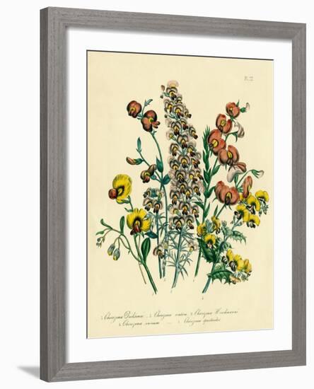 Illustration of Colorful Flowers-Bettmann-Framed Giclee Print