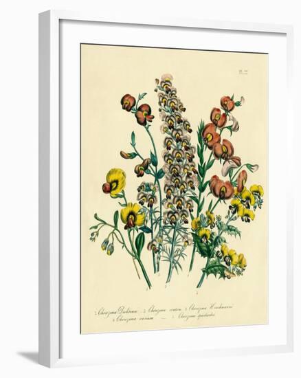 Illustration of Colorful Flowers-Bettmann-Framed Giclee Print