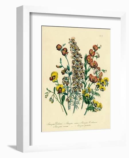 Illustration of Colorful Flowers-Bettmann-Framed Giclee Print