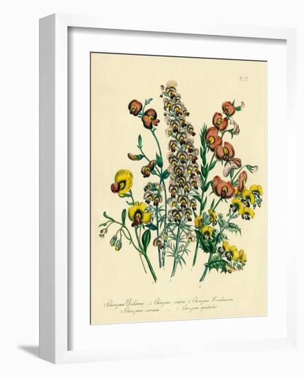 Illustration of Colorful Flowers-Bettmann-Framed Giclee Print