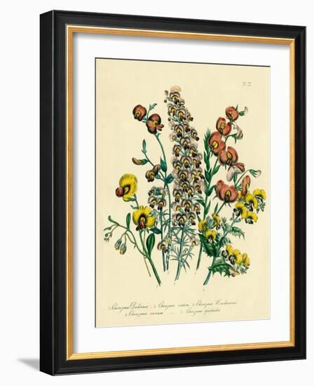 Illustration of Colorful Flowers-Bettmann-Framed Giclee Print