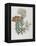 Illustration of Different Types of Crassulas-Bettmann-Framed Premier Image Canvas