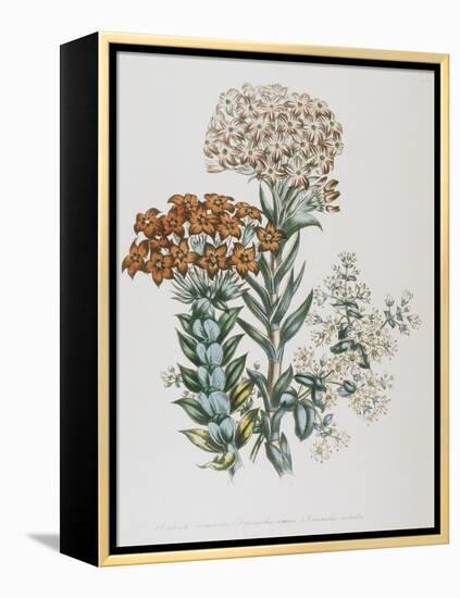 Illustration of Different Types of Crassulas-Bettmann-Framed Premier Image Canvas