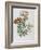 Illustration of Different Types of Crassulas-Bettmann-Framed Giclee Print