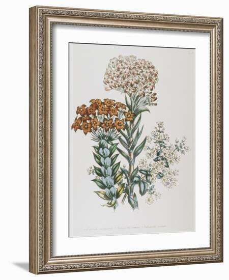 Illustration of Different Types of Crassulas-Bettmann-Framed Giclee Print