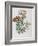 Illustration of Different Types of Crassulas-Bettmann-Framed Giclee Print