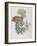 Illustration of Different Types of Crassulas-Bettmann-Framed Giclee Print