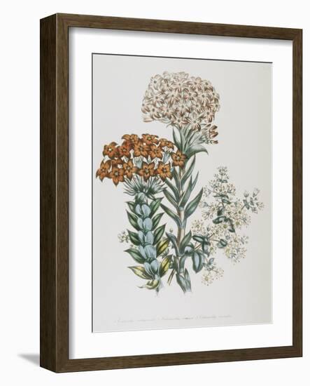 Illustration of Different Types of Crassulas-Bettmann-Framed Giclee Print