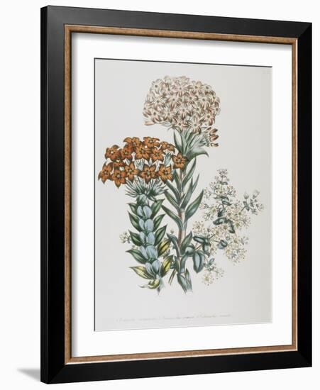 Illustration of Different Types of Crassulas-Bettmann-Framed Giclee Print