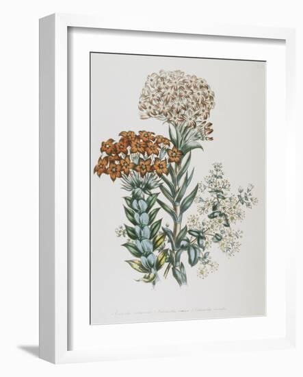 Illustration of Different Types of Crassulas-Bettmann-Framed Giclee Print