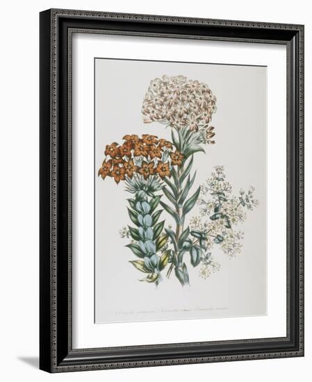 Illustration of Different Types of Crassulas-Bettmann-Framed Giclee Print