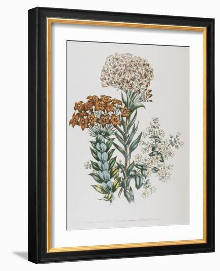 Illustration of Different Types of Crassulas-Bettmann-Framed Giclee Print