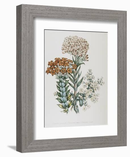 Illustration of Different Types of Crassulas-Bettmann-Framed Giclee Print