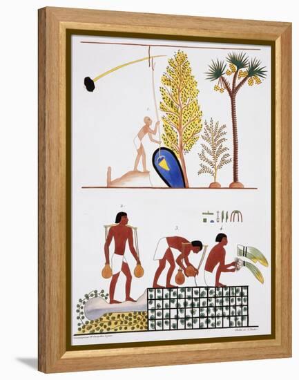 Illustration of Egyptian Frescoes of a Well and a Garden by Frederic Cailliaud-Stapleton Collection-Framed Premier Image Canvas