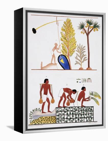 Illustration of Egyptian Frescoes of a Well and a Garden by Frederic Cailliaud-Stapleton Collection-Framed Premier Image Canvas
