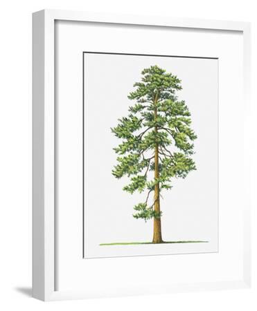 'Illustration of Evergreen Pinus Ponderosa (Ponderosa Pine) Tree