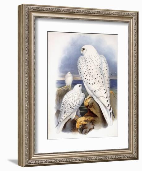 Illustration of Falcons, 1873-John Gould-Framed Giclee Print