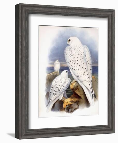 Illustration of Falcons, 1873-John Gould-Framed Giclee Print