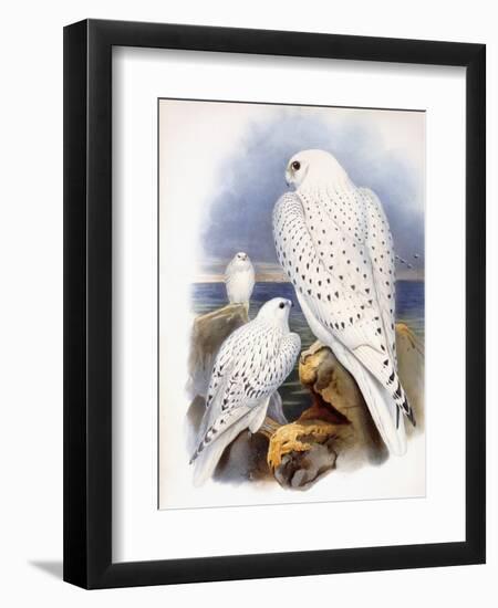 Illustration of Falcons, 1873-John Gould-Framed Giclee Print