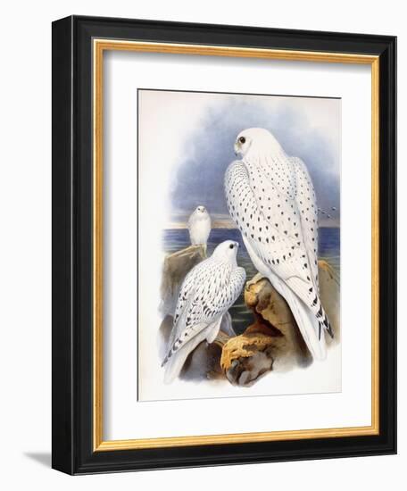 Illustration of Falcons, 1873-John Gould-Framed Giclee Print