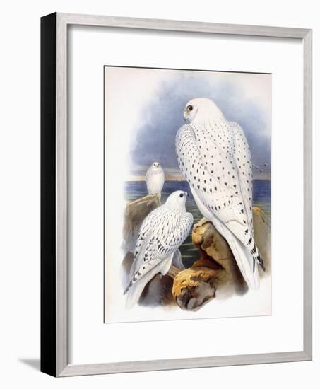 Illustration of Falcons, 1873-John Gould-Framed Giclee Print