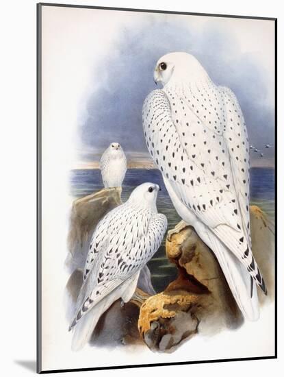 Illustration of Falcons, 1873-John Gould-Mounted Giclee Print